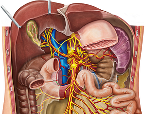 Pancreatic plexus (#8018)