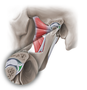 Retrodiscal tissue of temporomandibular joint (#18953)