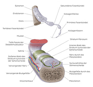 Tendon (German)