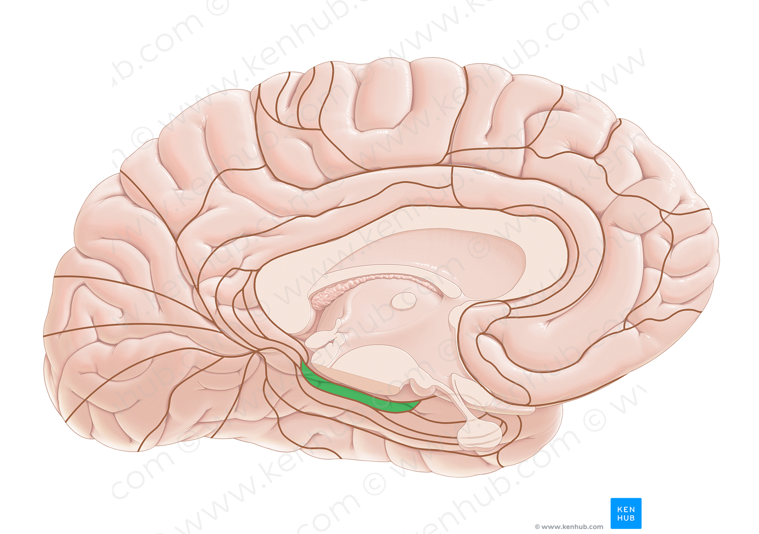 Brodmann area 27 (#17979)