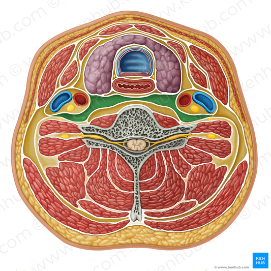 Retropharyngeal compartment (#16319)