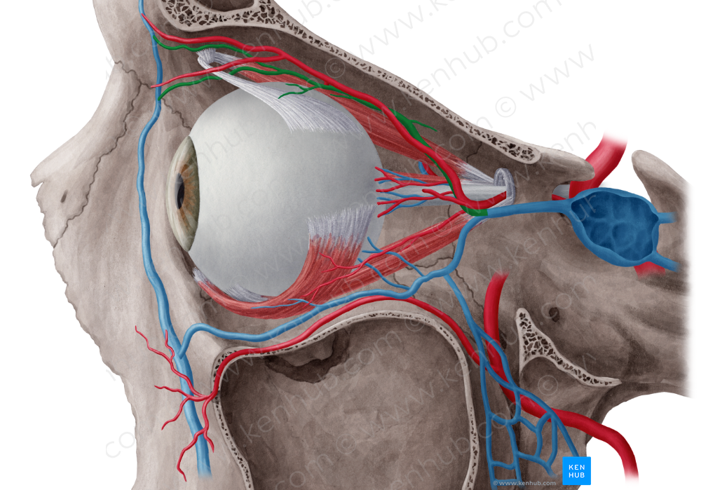 Superior ophthalmic vein (#10447)