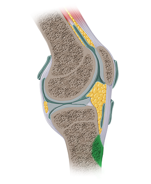 Tibial tuberosity (#13928)