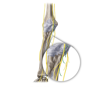 Muscular branches of median nerve (#20407)