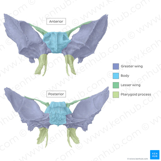 Sphenoid bone (parts) (English)