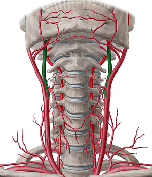 Internal carotid artery (#969)