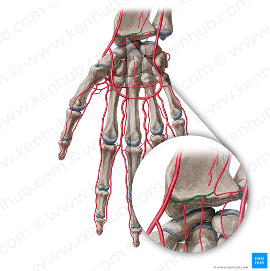 Palmar carpal branch of radial artery (#20385)