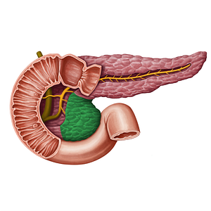 Uncinate process of pancreas (#13933)