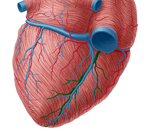 Inferior interventricular artery (#1461)