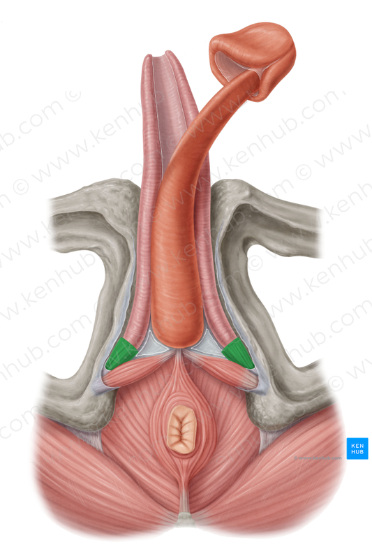 Ischiocavernosus muscle (male) (#5505)