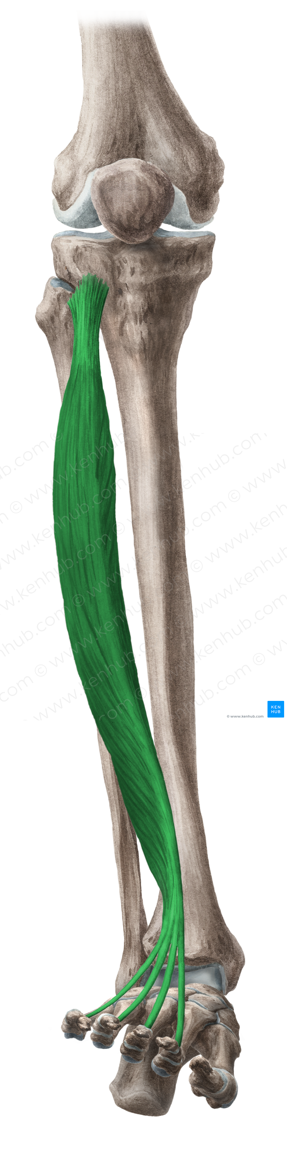 Extensor digitorum longus muscle (#5330)