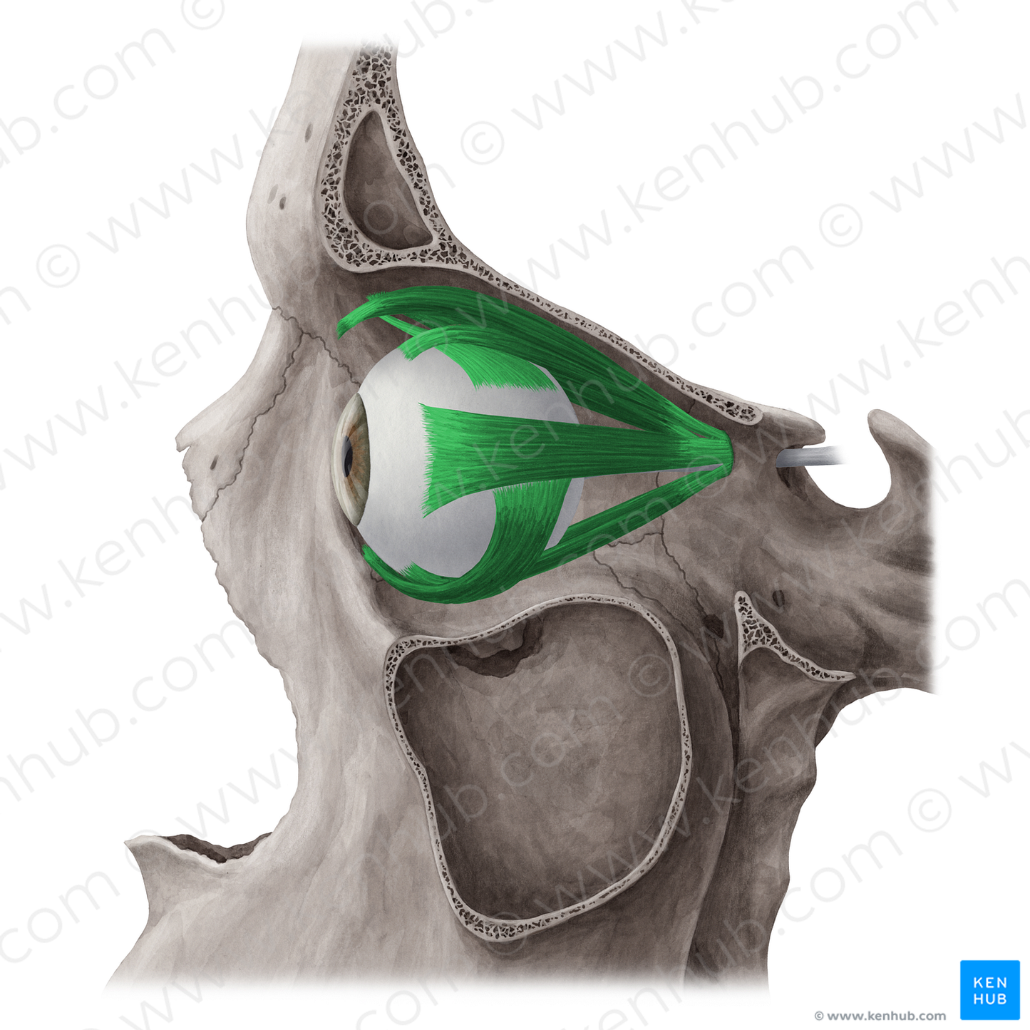 Extraocular muscles (#20081)