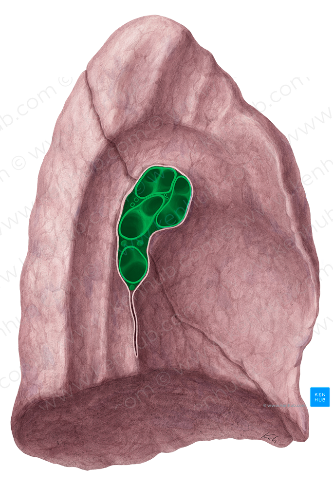 Hilum of lung (#21471)