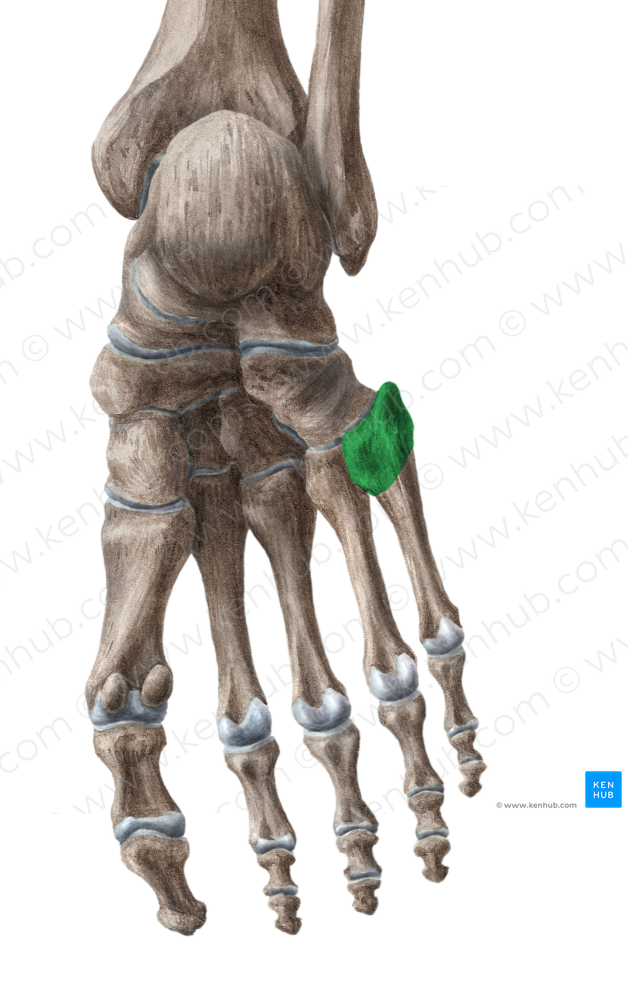 Base of 5th metatarsal bone (#2174)