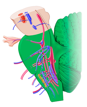 Rhombencephalon (#11502)