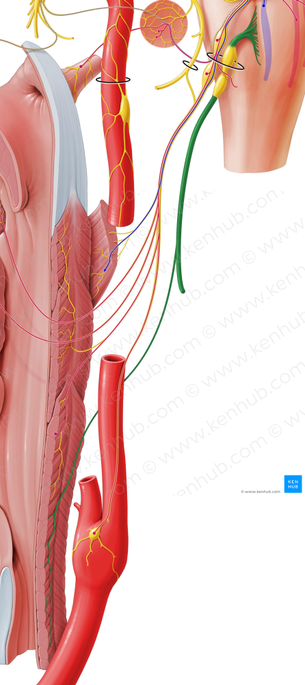 Vagus nerve (#6876)