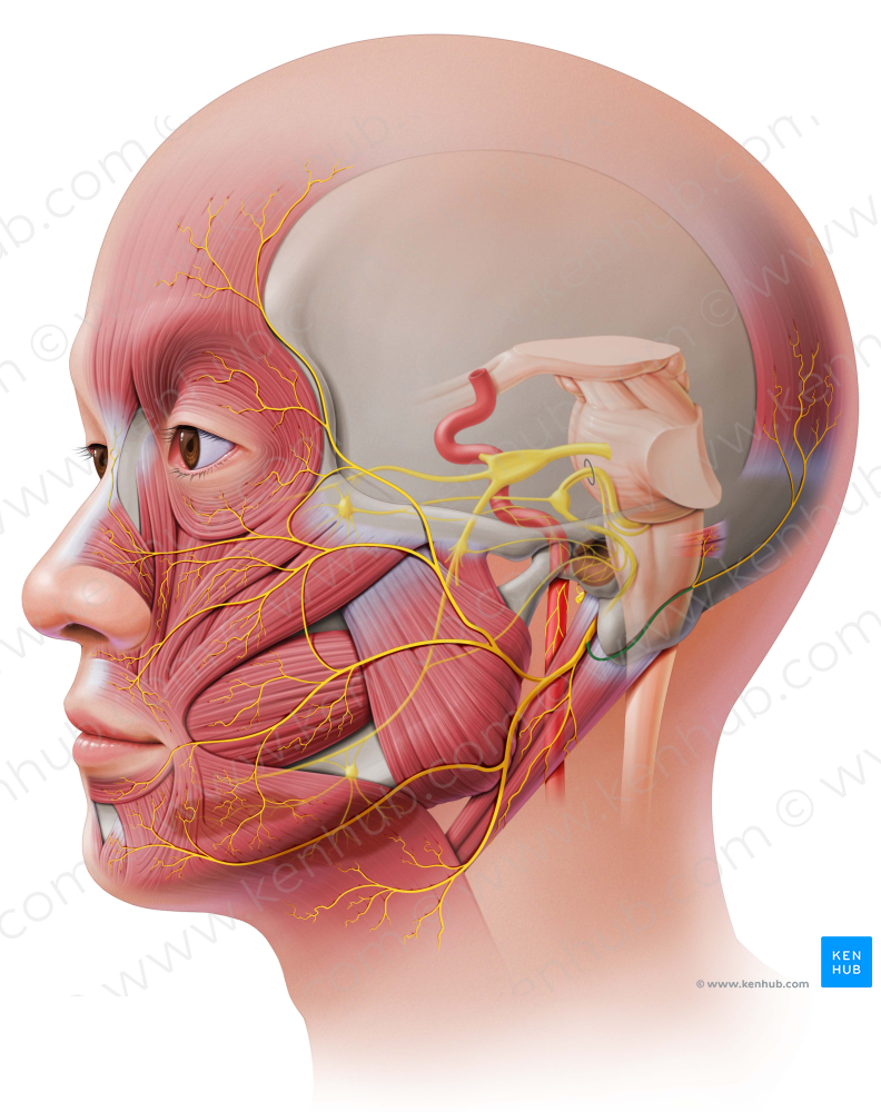 Posterior auricular nerve (#6333)