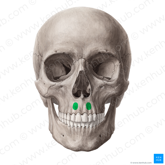 Incisive fossa of maxilla (#21309)