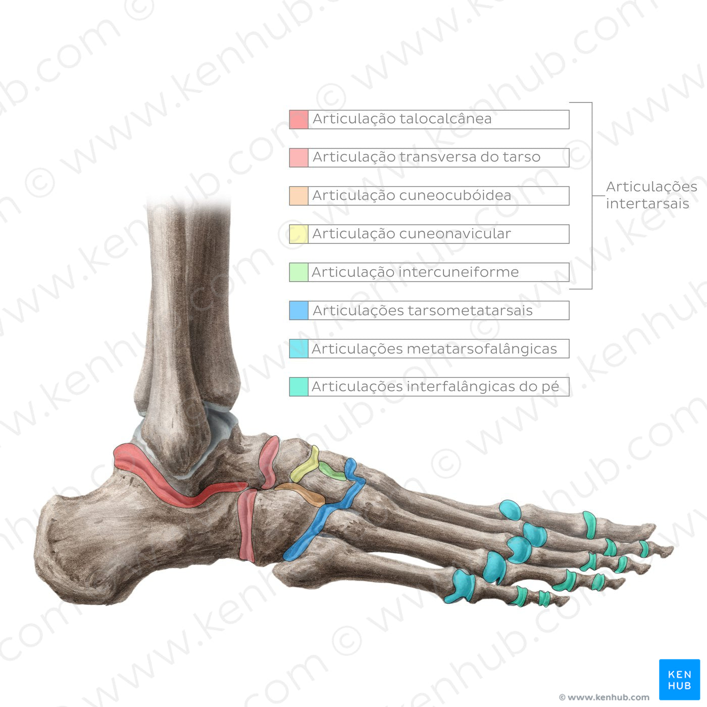 Joints of the foot (Portuguese)