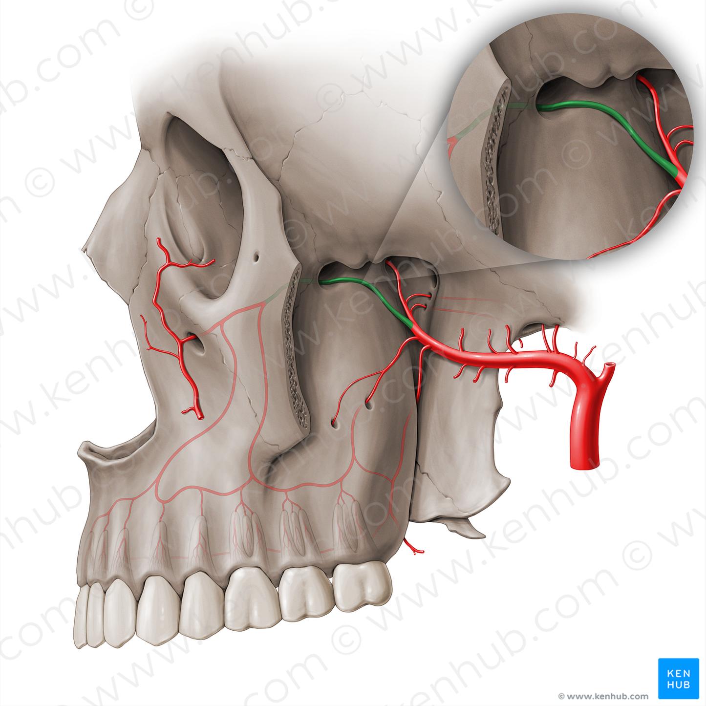 Infraorbital artery (#18457)