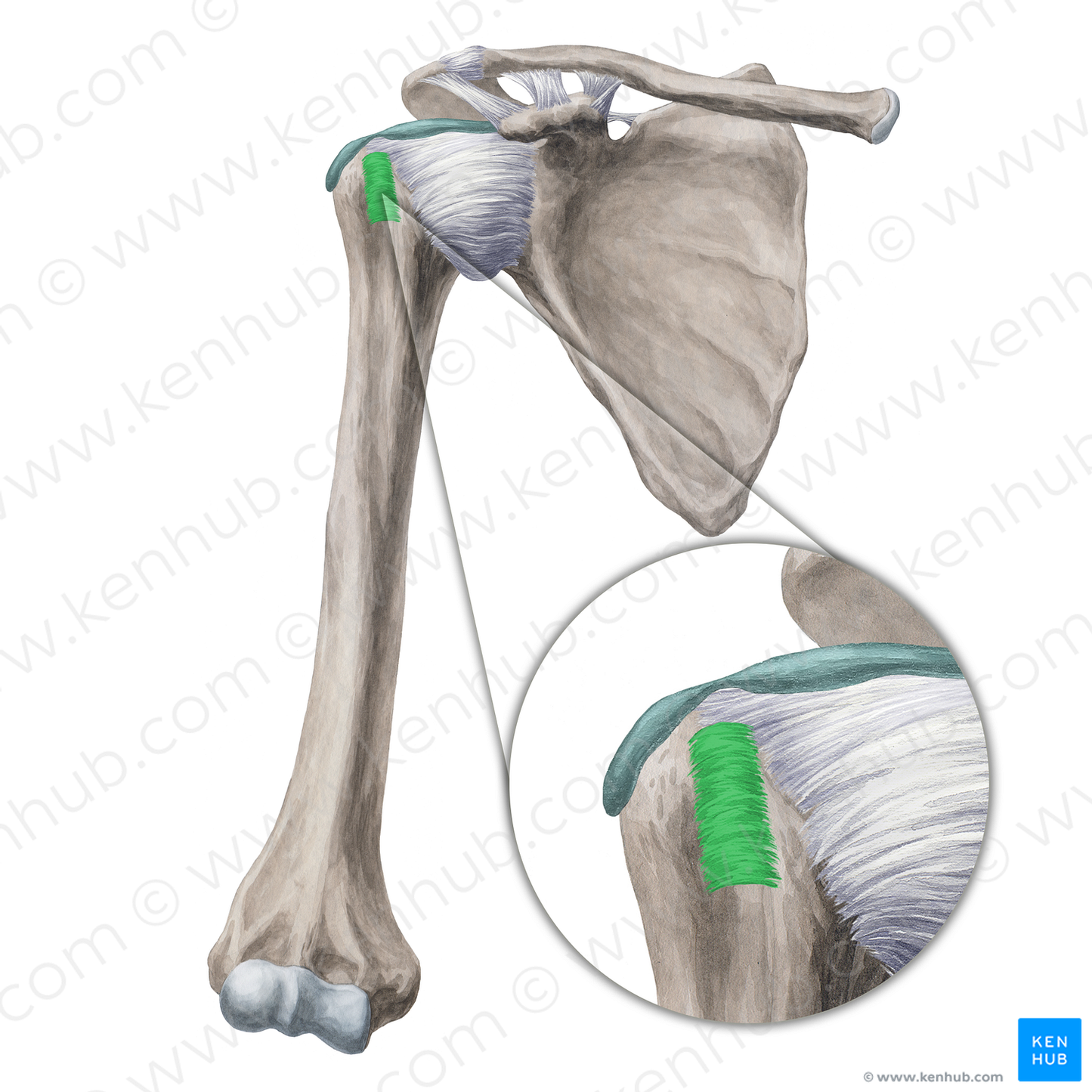 Transverse humeral ligament (#20001)