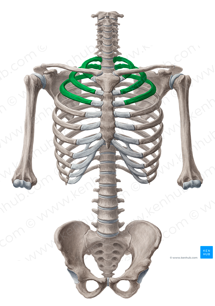 Upper ribs (#567)