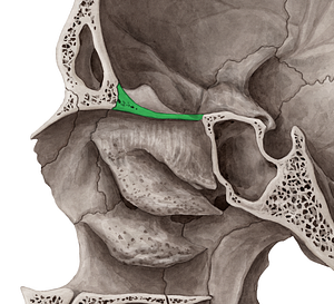 Cribriform plate of ethmoid bone (#4373)