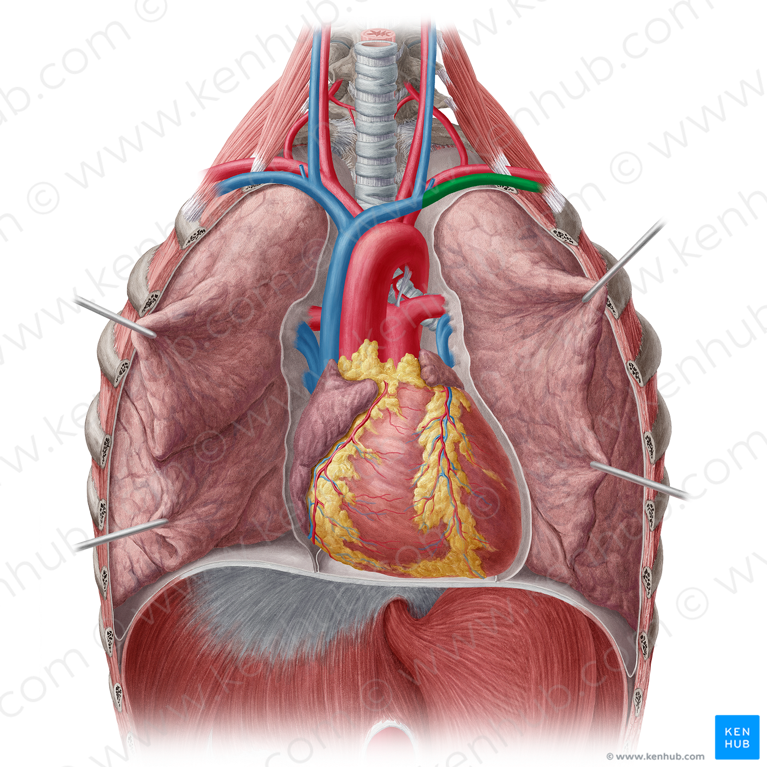 Left subclavian vein (#10608)