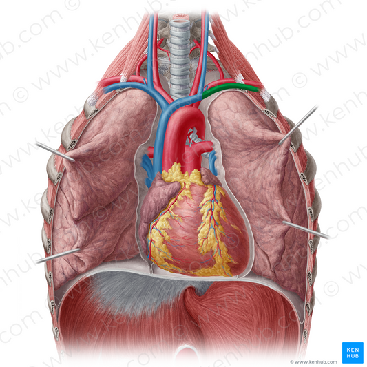 Left subclavian vein (#10608)