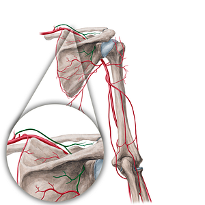 Suprascapular artery (#21833)