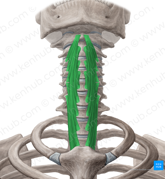 Longus colli muscle (#5595)