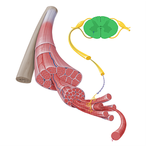 Spinal cord (#17241)