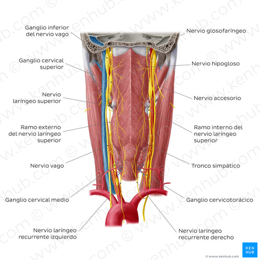 Nerves of the pharynx (Spanish)