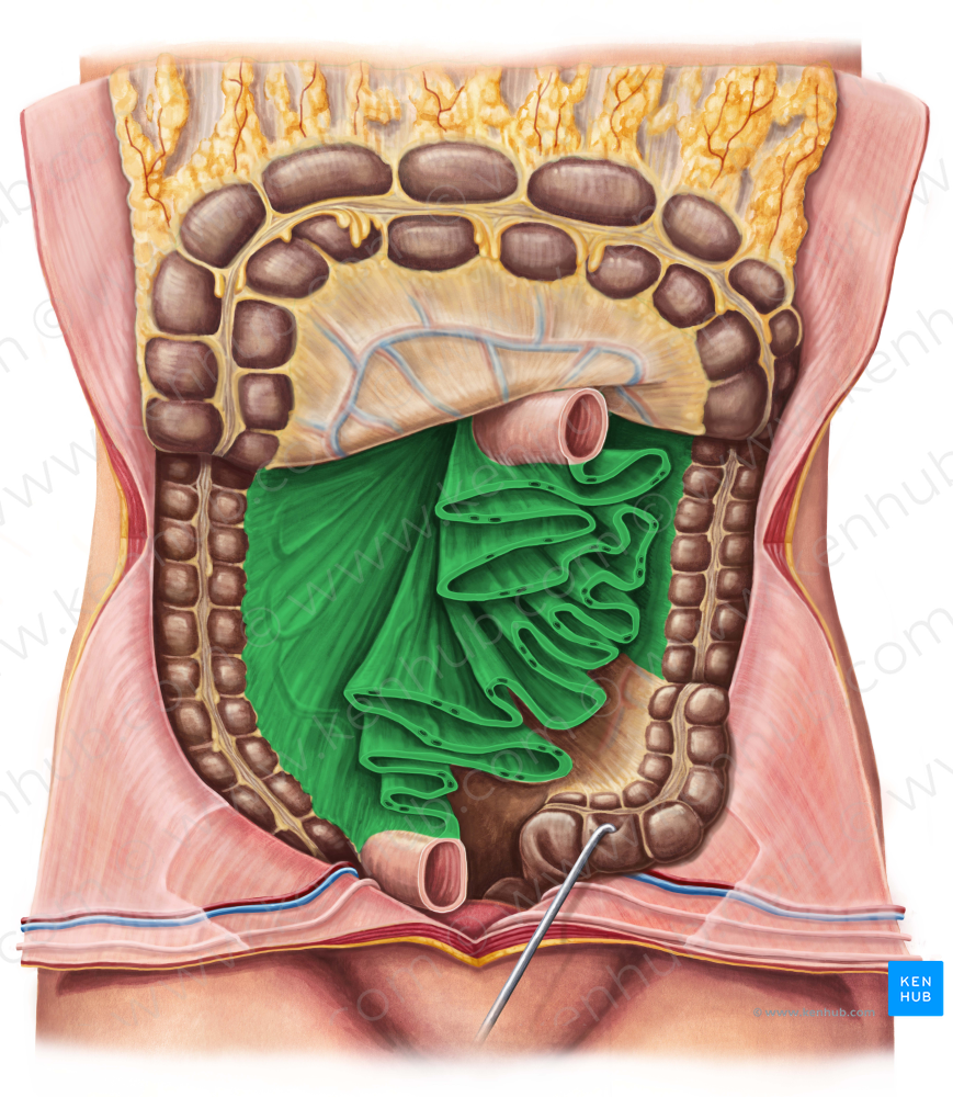 Mesentery (#5070)