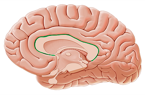 Sulcus of corpus callosum (#9255)