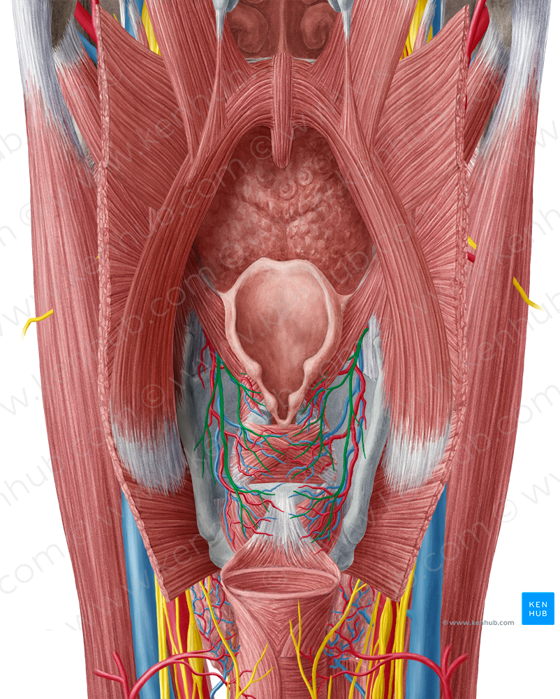 Internal branch of superior laryngeal nerve (#8716)