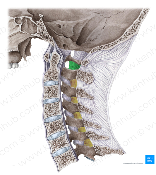 Posterior atlantoaxial membrane (#17172)