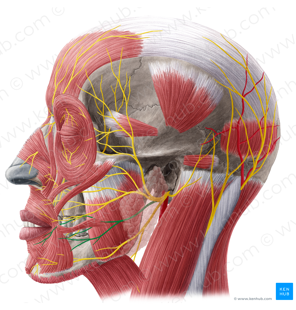 Buccal branches of facial nerve (#8472)