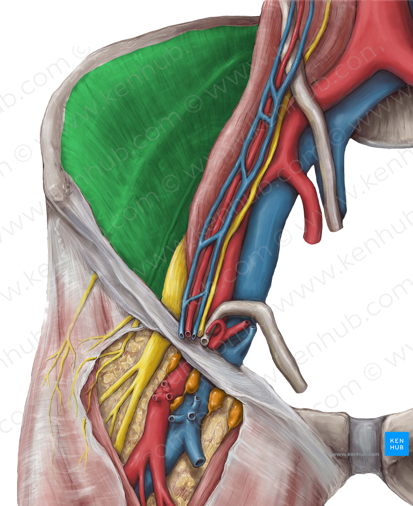 Iliac fascia (#3561)