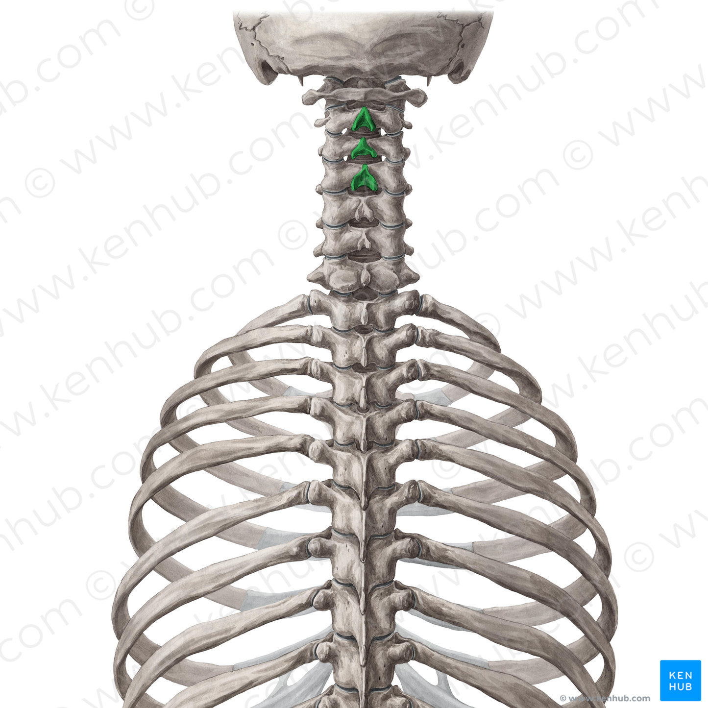 Spinous processes of vertebrae C2-C4 (#10996)