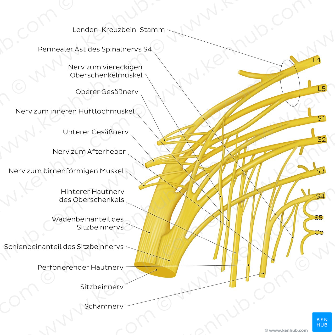 Sacral plexus (German)