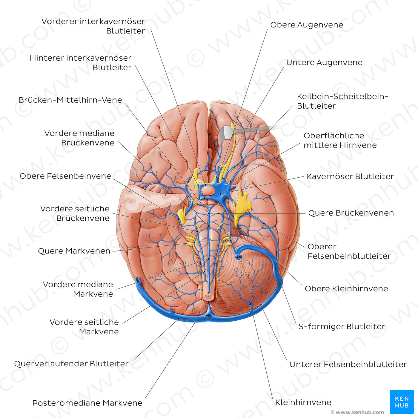 Veins of the brainstem and cerebellum - Basal view (German)
