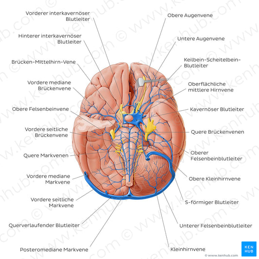 Veins of the brainstem and cerebellum - Basal view (German)