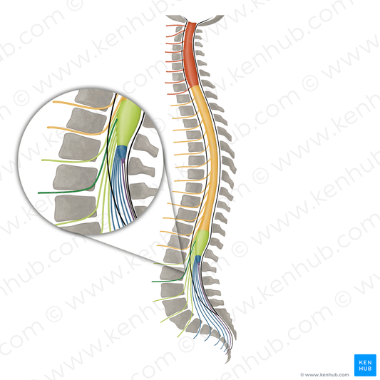 Spinal nerve L2 (#16159)