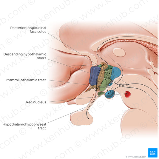 Hypothalamus: tracts (English)