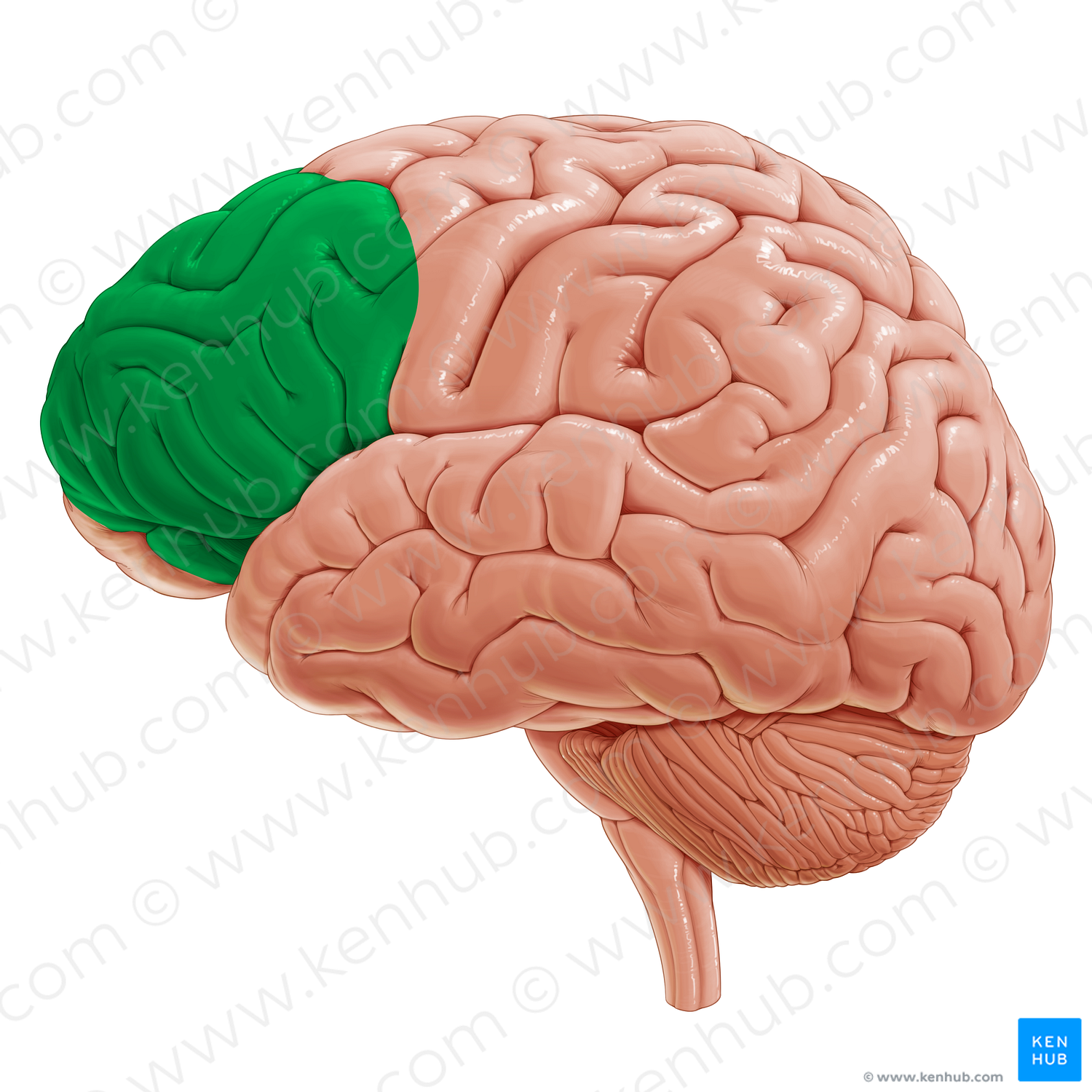 Lateral region of prefrontal cortex (#20332)