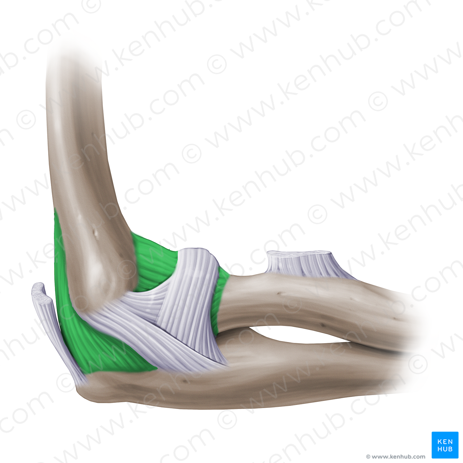 Articular capsule of elbow joint (#14132)