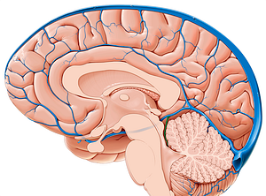 Superior cerebellar vein (#10106)