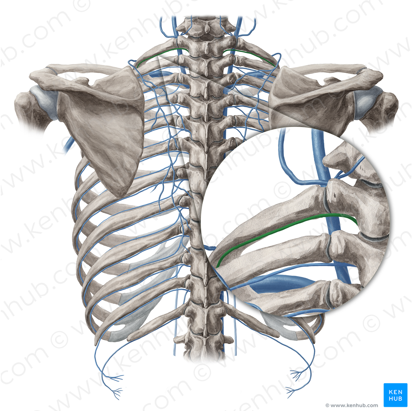 Supreme intercostal vein (#20113)