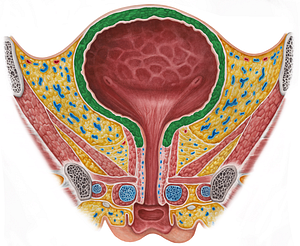 Detrusor vesicae muscle (#5301)